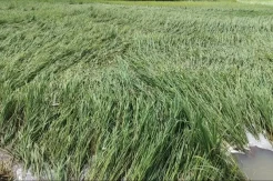 Curah Hujan Tinggi, Petani di Sinjai Terancam Gagal Panen