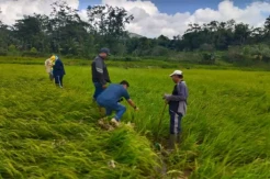 Pemkab Sinjai Masih Data Sawah yang Terdampak Banjir