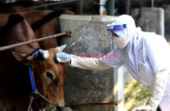 Hasil Uji Lab BBVet Maros: 6 Ekor Sapi di Moncongloe Lappara Positif PMK