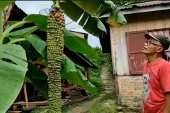 Tandan Pisang Sepanjang 2 Meter Hebohkan Warga Pematang Siantar