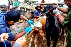 1.500 Lebih Ternak di Provinsi Sulsel Sudah Terinfeksi PMK