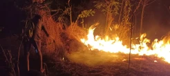 Kebakaran Lahan di Sikka, Warga Panik Padamkan Api dengan Ranting Pohon