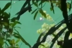 Buaya Besar Tunggui Jasad Remaja 16 Tahun, Tim SAR Gabungan Kesulitan Lakukan Evakuasi