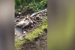 Geger, Saluran Air Buntu Setelah Dibuka Ternyata Ada Mayat