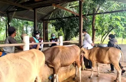 Kasus PMK Meningkat, Sudah 81 Ternak di Maros Terinfeksi