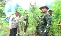 4 Hektare Ladang Ganja Siap Panen Ditemukan di Madina Sumut
