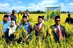 Bone Mulai Panen Program Mandiri Benih Sulsel, Pendapatan Petani Meningkat