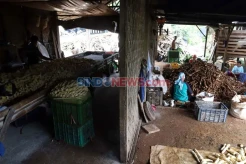 8 Negara Penghasil Singkong Terbesar di Dunia, Indonesia Masuk Daftar?