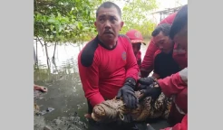 Mengerikan! Ini Penampakan Buaya Muara yang Masuk Keramba Nelayan Bengkulu