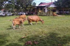 Satpol PP Sinjai Tangkap Sapi yang Berkeliaran di Tempat Umum