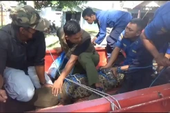 Hendak Diberi Makan, Buaya Muara Serang Pemiliknya