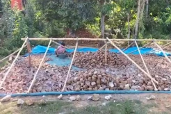 Miris! Harga Kopra Anjlok, Petani Rugi Puluhan Juta