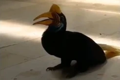 Burung Rangkong Gegerkan Ruang Tunggu Bandara Sultan Hasanuddin Makassar