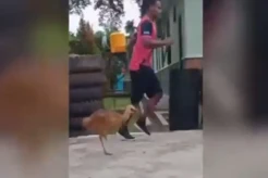 Viral! Burung Kasuari Lari Bersama Prajurit TNI Keliling Markas