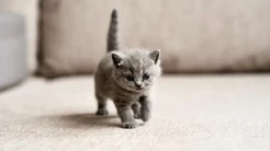 21 Kucing Dibunuh dan Dimutilasi di Tasikmalaya, Polisi Lakukan Penyelidikan