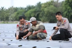 Kapolda Sumut Irjen Panca Putra Gagas Perkebunan Cabai dan Bawang
