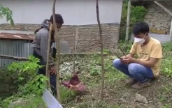Heboh, Bunga Bangkai Mekar di Pekarangan Rumah Warga Mamuju