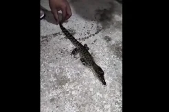 Mamuju Tengah Gempar! Ada Buaya Ditemukan di Kolam Wisata