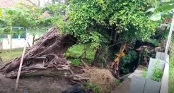 Cerita Horor Pohon Beringin Tua di Pantura Pemalang, Sering Ada Penampakan Makhluk Halus