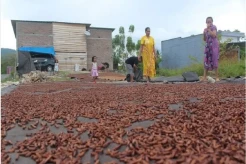 Petani di Kolaka Utara Sumringah, Harga Cengkih Tembus Rp120.000 Per Kg