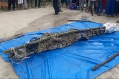 Buaya Ganas Sepanjang 3,8 Meter Ditangkap Usai Memangsa Seorang Warga Bangka