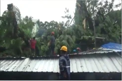 Pohon Besar Timpa Warung Bakso di Kota Makassar, 5 Orang Terluka