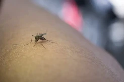 Waspada Demam Berdarah Moms! Yuk Pahami Gejala dan Pencegahannya