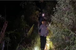 Polisi Temukan Puluhan Tanaman Ganja di Kebun Kopi Warga di Bengkulu, Pemilik Langsung Kabur
