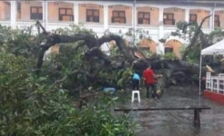 Hujan Deras dan Angin Kencang, Pohon Berusia 100 Tahun di Lawang Sewu Semarang Roboh