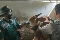 Gawat, 406 Ekor Sapi di Bojonegoro Terserang Virus PMK hingga 33 Mati