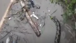 Puluhan Ular Nyangkut di Tumpukan Sampah Usai Banjir Terjang Kota Madiun
