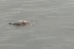 Gempar! Jumat Legi, Buaya di Sungai Mahakam Antar Pulang Jasad Balita
