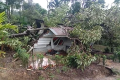 Rumah Hancur Tertimpa Pohon Tumbang, Sekeluarga di Aceh Selamat