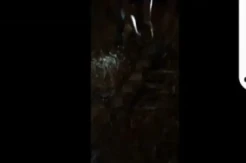 Warga Tangkap Ular Piton Sepanjang 8 Meter Pemangsa 3 Ekor Kambing