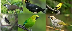 Deretan Burung Kicau yang Dulunya Eksis Kini Terancam Punah dan Dilindungi