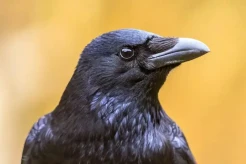 Deretan Mitos Burung, Diyakini Bisa Datangkan Keberuntungan dan Petaka