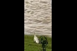 Penampakan Buaya Putih Gegerkan Warga Taman Rajo Jambi