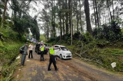 Nahas! Pemotor Asal Karawang Tewas Tertimpa Pohon Tumbang saat Melintas di Lembang