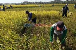 Panen Raya, Petani Sumbang Devisa Negara Lebih Rp278 Triliun