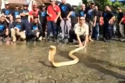 Tragis! Pawang Ular Tewas Digigit King Cobra saat Pelatihan, Begini Kronologinya
