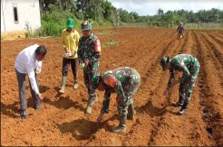 Jaga Ketahanan Pangan, Kodim 0318 Natuna Tanam Jagung di Lahan Seluas 1 Hektare