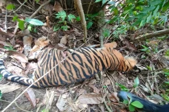 Memilukan! Harimau Sumatera Tewas di Kebun Warga Aceh Timur, Diduga Akibat Diracun