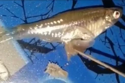 Madina Gempar! Hewan Aneh Ditemukan Dalam Perut Ikan