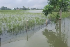 Ribuan Hektare Sawah di Karawang Terendam Banjir, Petani Gagal Tanam