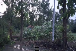 Lampung Utara Diterjang Hujan Angin, Pohon dan Tiang Listrik Roboh