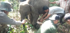 15 Hari Terperangkap dan Terluka, Gajah Usia 4 Tahun di Aceh Terpisah dari Kawanan