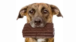 Mengapa Anjing Anda Tidak Boleh Makan Cokelat?