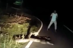 Muna Gempar! 2 Pria Duel Lawan Seekor Ular Piton di Tepi Jalan