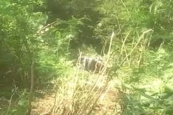 Mobil Elf Berisi Belasan Penumpang Terjun ke Jurang, 2 Terjepit
