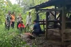 Puluhan Ekor Sapi Mati Mendadak di Jembrana, Peternak Meradang